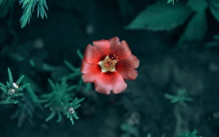 Beauty - close-up, red, green, macro, flower, pink