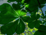 Green leaves