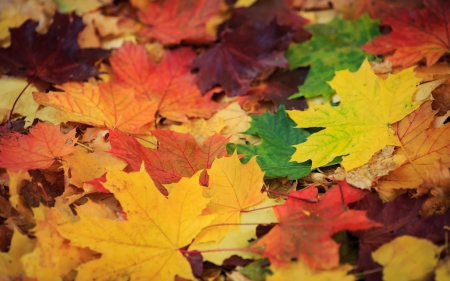 Autumn leaves - autumn, yellow, red, green, orange, toamna, leaf