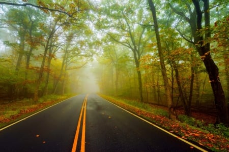 Autumn - trees, road, colors, forest, walk, leaves, fall, path, colorful, nature, autumn, autumn splendor, park