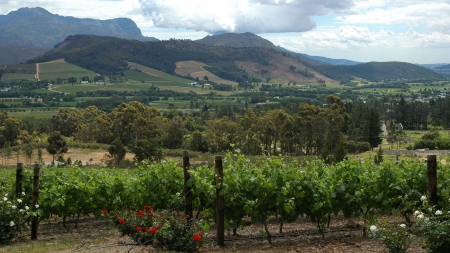 Stellenbosch - fields, nature, towns, south africa, stellenbosch, mountains