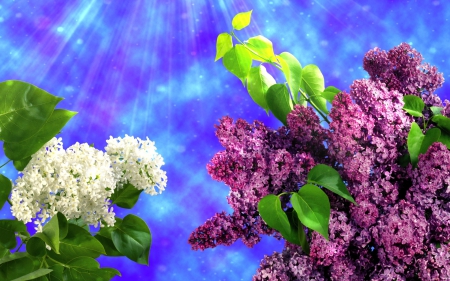 White and Purple Lilacs - white, purple, 3D and CG, lilacs, white and purple lilacs