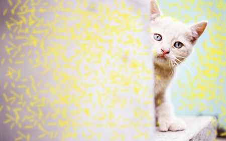 peek a boo I see you - cute, adorable, white, kitten