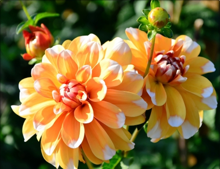 Dahlias - flowers, yellow, buds, dahlies, close up