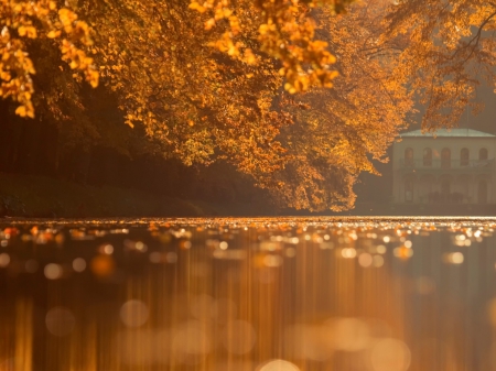 Branches of golden leaves - nature, autumn, fall, river, leaves, golden