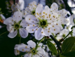 White Flowers