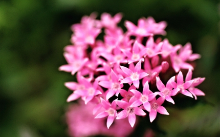 Pink flowers - flowers, beautiful, pink, nature