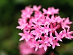 Pink flowers