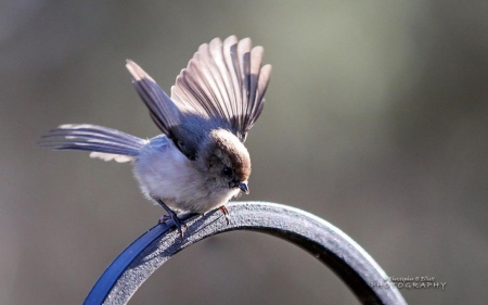 Bush tit - abstract, birds, photography, wilderness, HD, tit, wild animals, sweet, bush tit, nature, cute, wildlife, wild, wallpaper