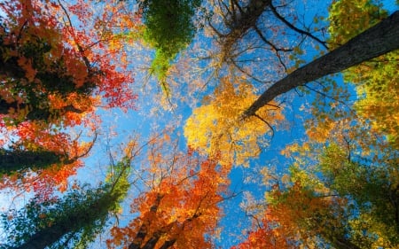 Colorful Autumn - nature, sky, autumn, trees, blue, seasons, leaves