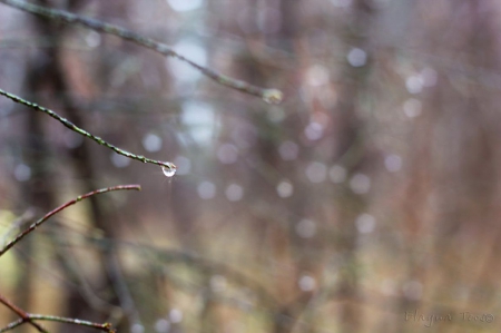 Melancholy - twigs, raindrops, spring, forest, garden, rain, macro, seasons, abstract, bokeh, branch, close-up, photography, drops, HD, tree, fall, nature, autumn, park, wallpaper