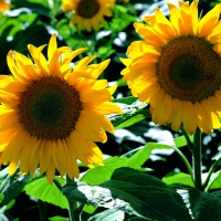 Lovely Sunflowers