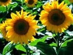 Lovely Sunflowers