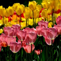 TULIPS