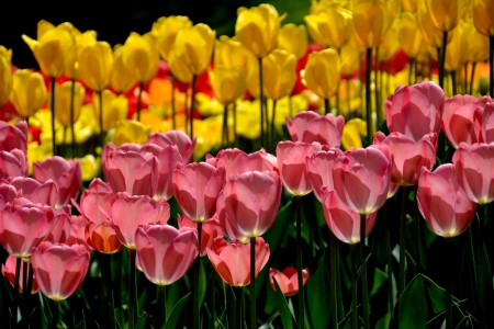 TULIPS - flowers, tulips, nature, garden, field