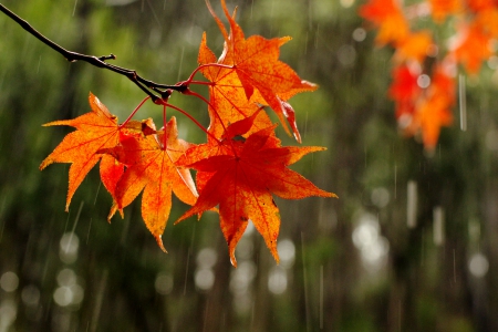 MAPLE LEAVES - nature, maples, autumn, forest