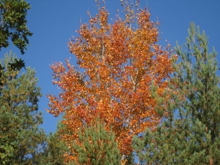 Autumn Color - sky, autumn, forest, tree, color