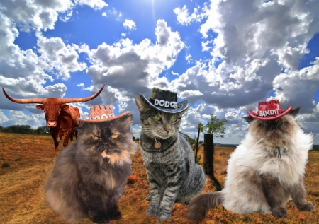 Cowgirls Hoot, Dodge, & Bandit - clouds, cowgirls, trees, cattle, longhorn, hats, cats, field