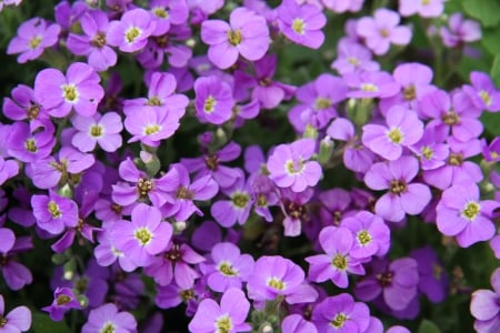 Pretty Purple Flowers - nature, purple, flowers, pretty