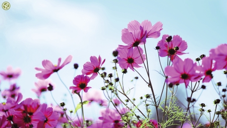 Purple Cosmos - flowers, nature, cosmos, purple, purple cosmos