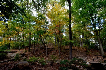 Autumn Forest - autumn forest, autumn colors, beautiful autumn, scenic autumn