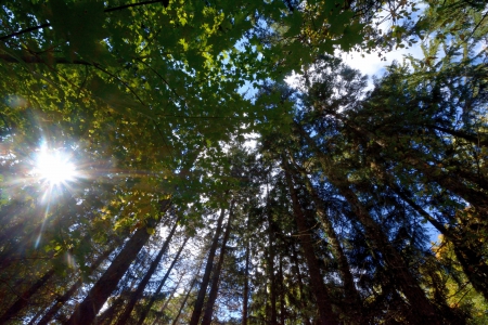 Reaching to the sky!! - scenic forest, trees, forest, woods, high trees, scenic trees