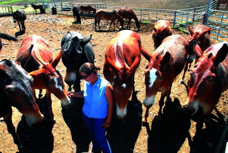 Respect The Mule - jeans, cowgirl, girl, mule