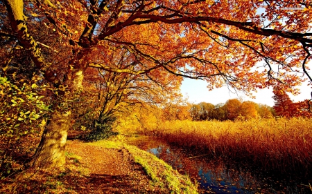 Fall Colors - countryside, leaves, trees, autumn