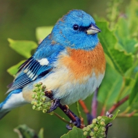 Blue Bird on tree Branch