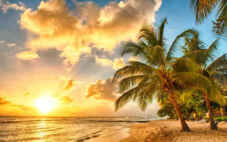 Beautiful Sunset - sky, beach, tree, sunset, nature