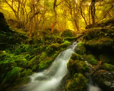 Forest Waterfalls - nature, waterfalls, forest, woods