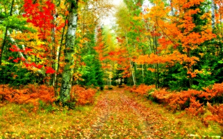 AUTUMN PATHWAY - colors of nature, autumn, trees, landscap, autumn leaves, forest, seasons, leaves, natur, splendo, bright colors