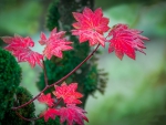 Red Autumn Leaves