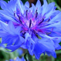 Beautiful Blue Flower