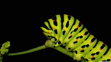 caterpillar - insect, walking, green, caterpillar