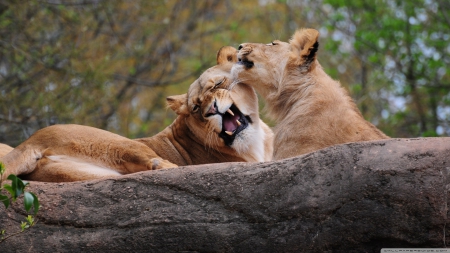 lions - feline, rock, lion, cat