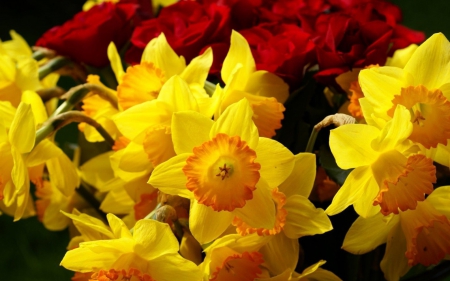 Lovely Daffodils - nature, yellow, red, daffodils, flowers