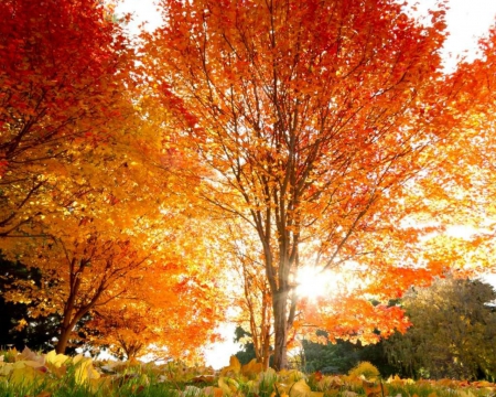 Autumn - leaves, tree, nature, autumn