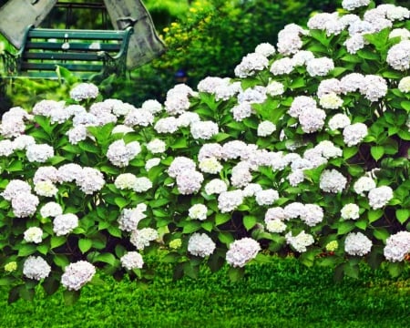 White Flowers in the Garden - flowers, garden, white, plants