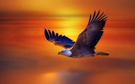 An Eagle Flight - eagle, wings, animal, flight, sunset