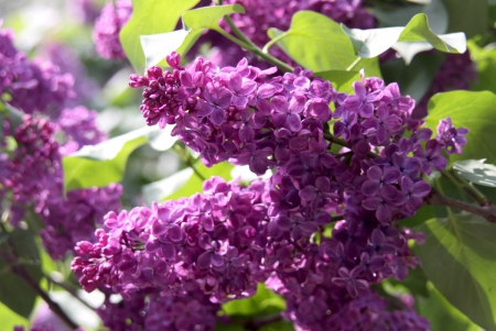 Lilac Branch - flowers, branch, nature, purple, lilac