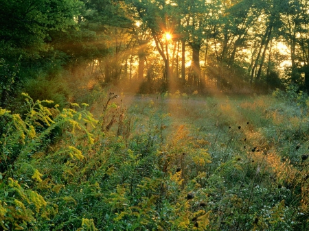 Clearing - trees, ray, Forest, grass, sun