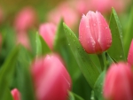 Pink Tulip