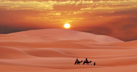 Sunset - camel, desert, sunset, sand