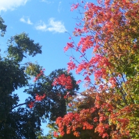 More Early Autumn Colors