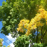 It's a Bird, It's a Plane, It's a Leafy Terrier! :D