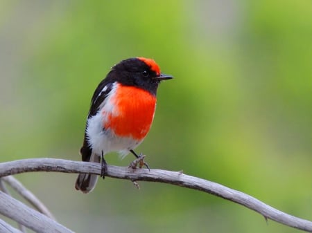 Bright beauty - white, branch, red, black, bird