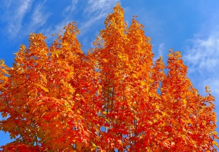 Fall is in the air - leaves, fall, blue sky, trees