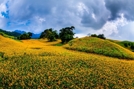 âœ¿âŠ±â€¢â•®â•­â€¢âŠ°âœ¿ - flowers, field, flower, nature