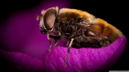 bee macro - insect, bee, purplr, flower